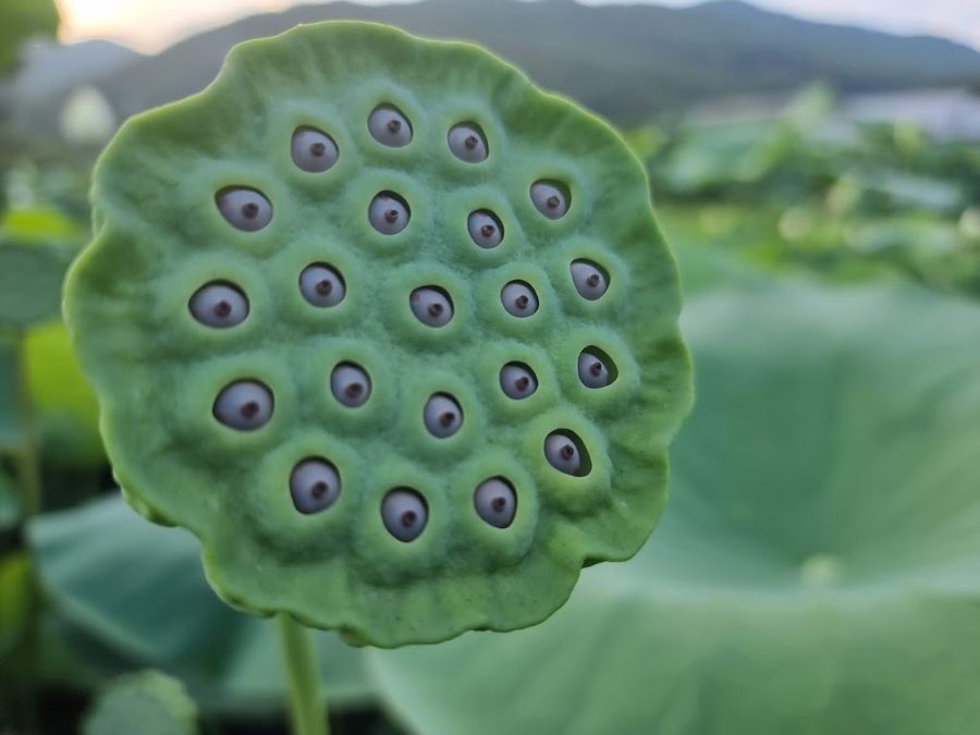 コムネ蓮田
