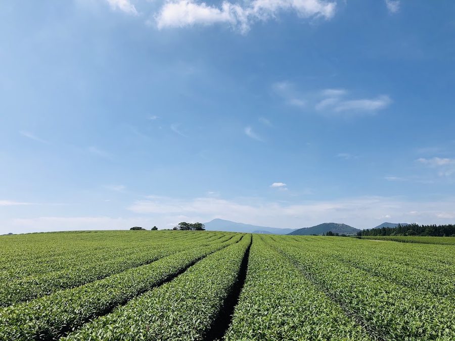 ソンウプ緑茶マウル