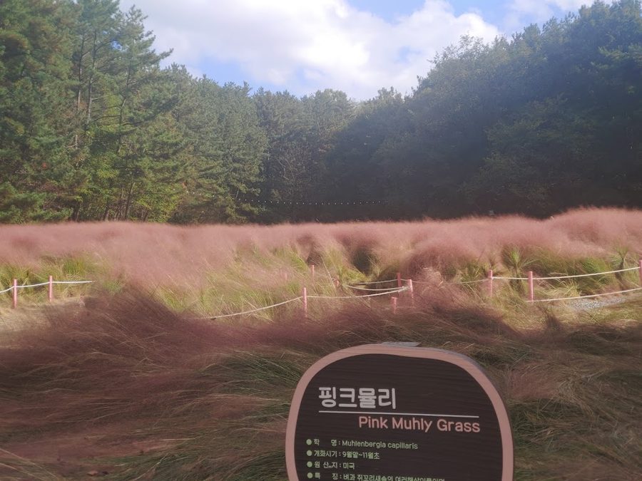 울산대공원 핑크뮬리 정원