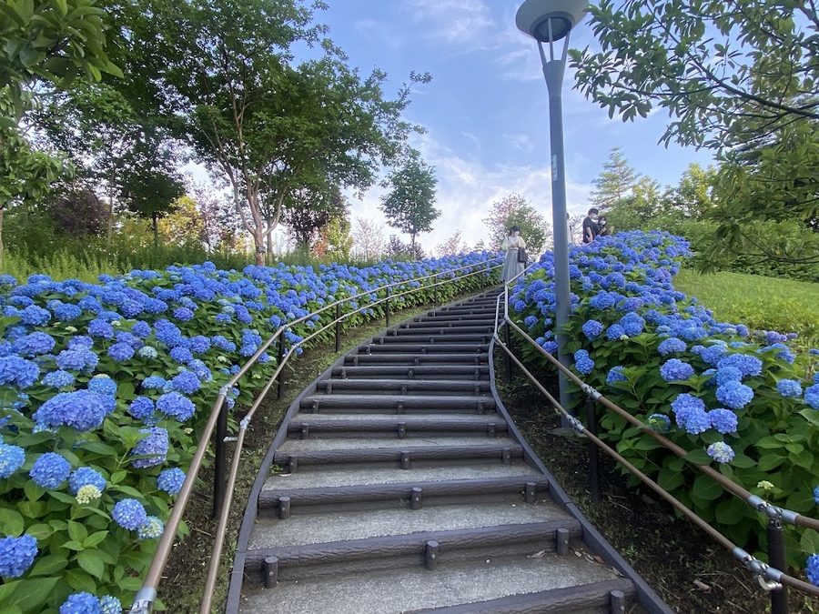 Hydrangea Stairs at Symbol Promenade Park