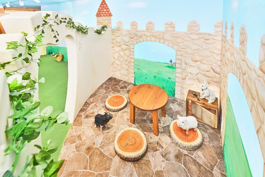 mipig cafe 福岡天神店
