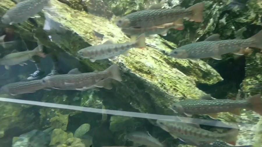 京都水族館