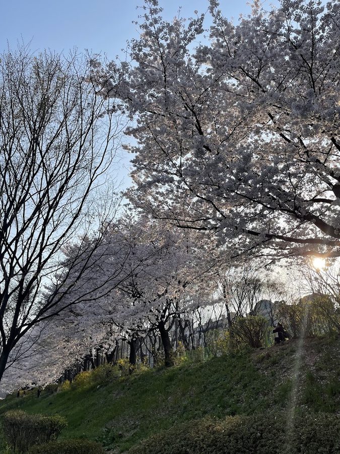 Yangjaecheon Walkway Cherry Blossoms