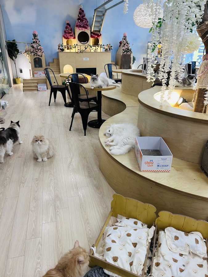 Skycat Cafe