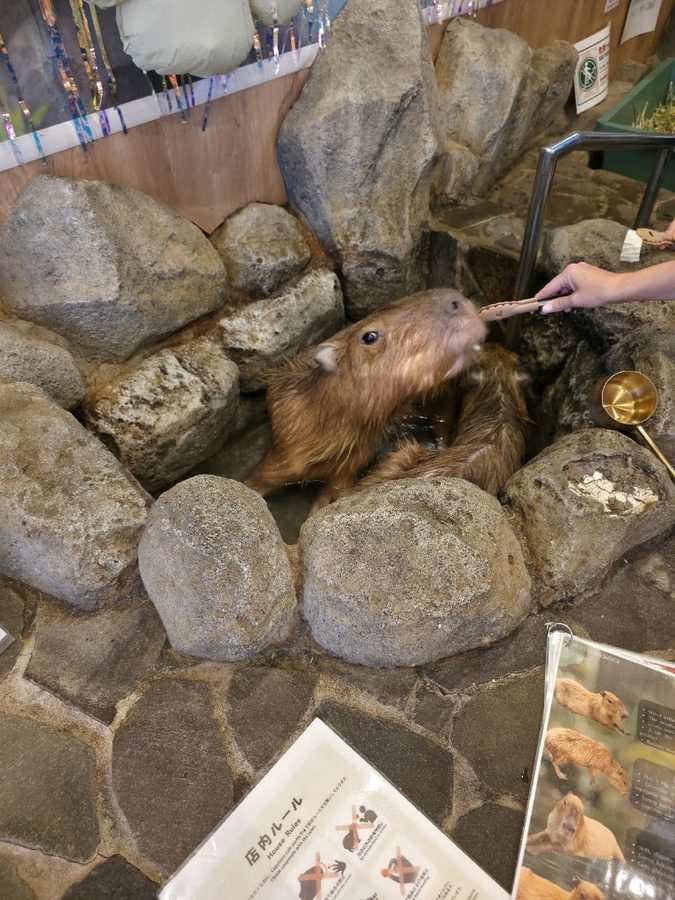 capybaraonsen moffu tokyo