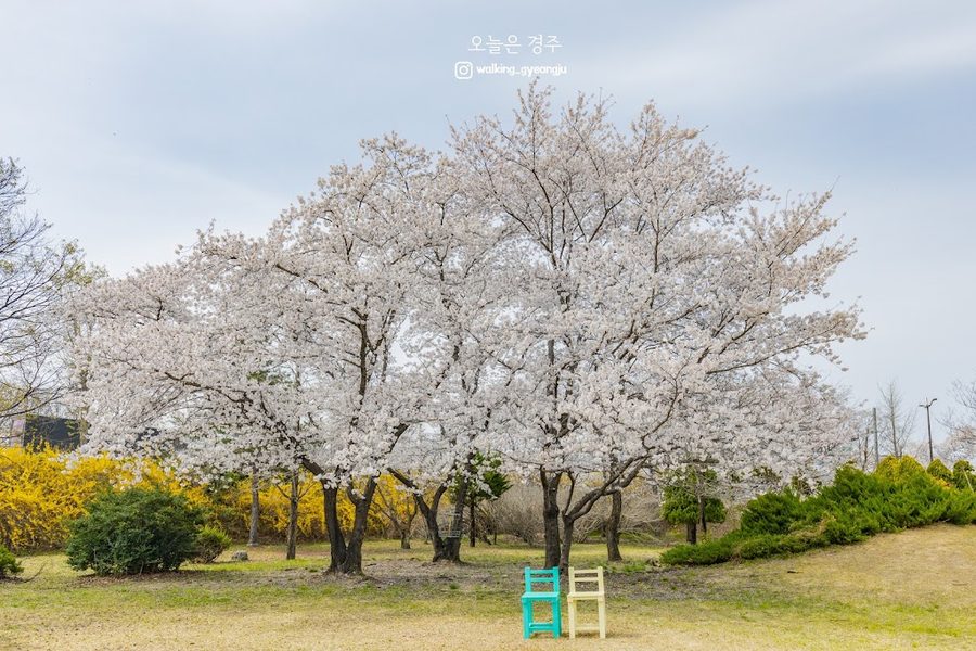 新羅王京林