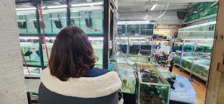 고피쉬