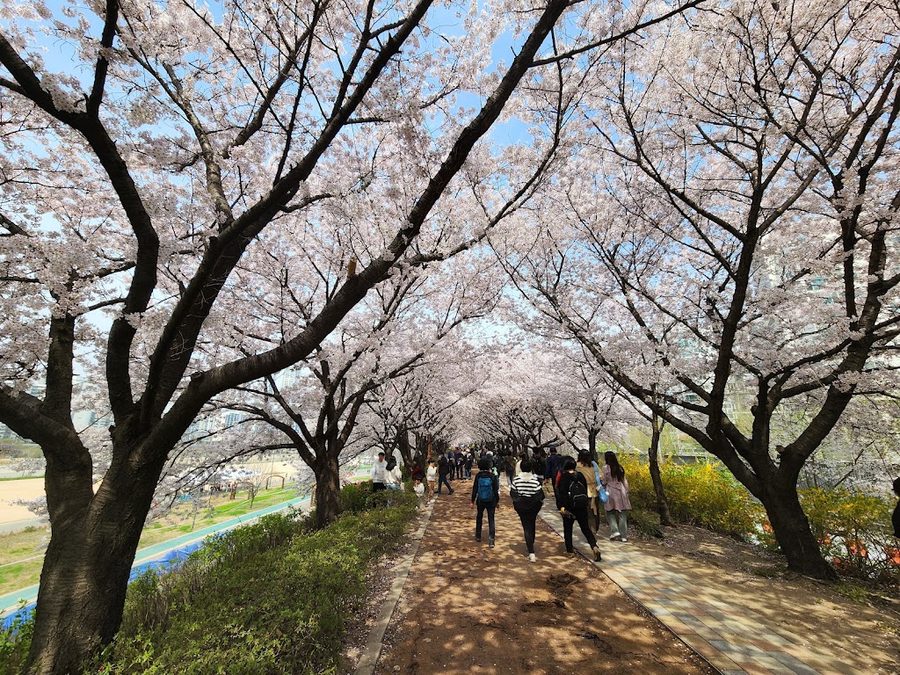 桜の名所