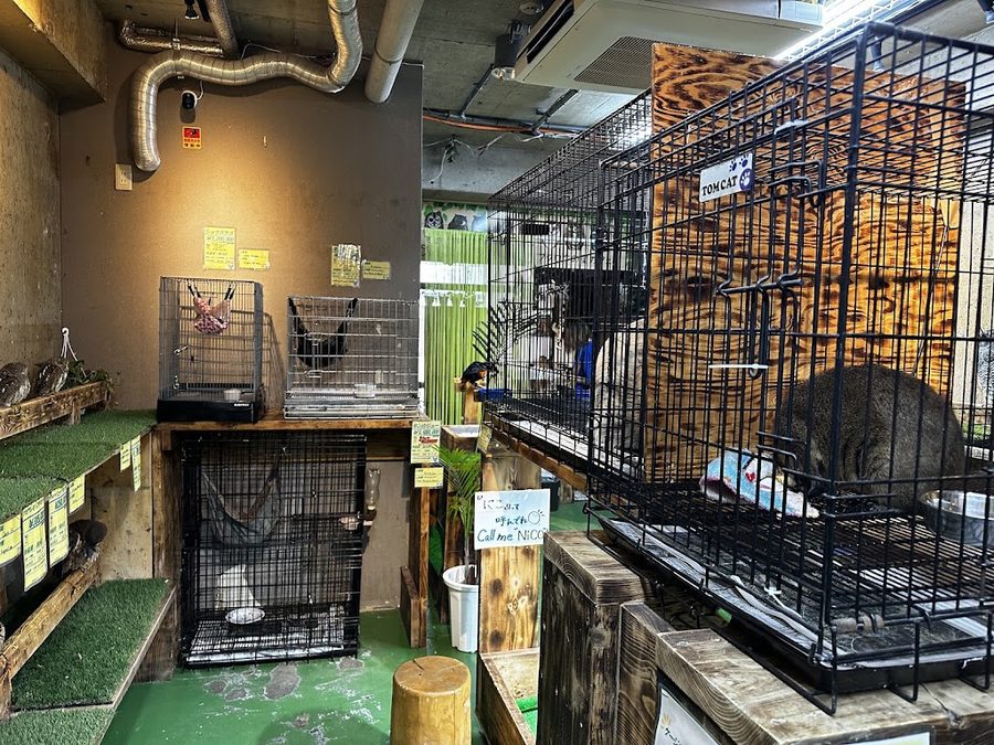 フクロウの巣カフェ