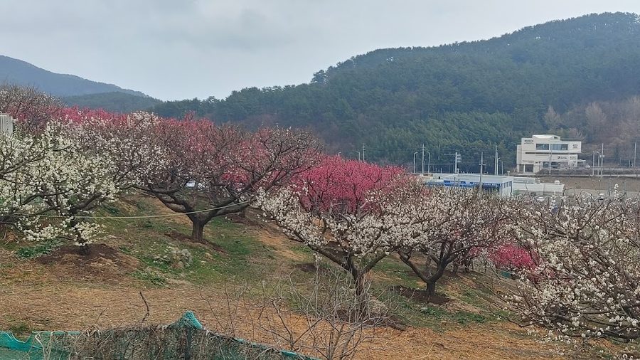 機張梅花園
