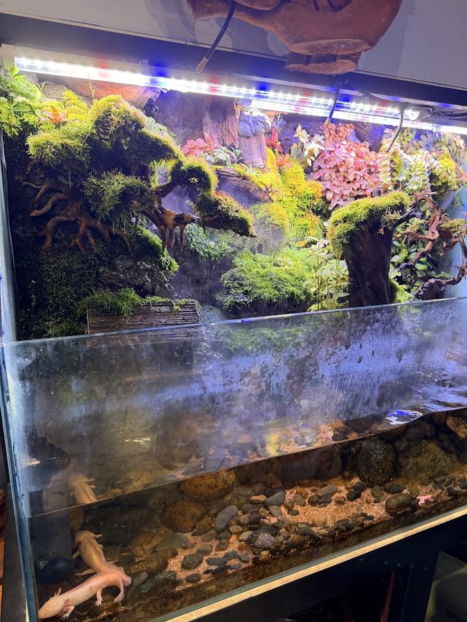 BILL AQUARIUM COFFEE - Quán Cafe Thú Mini, Sân Vườn Gò Vấp