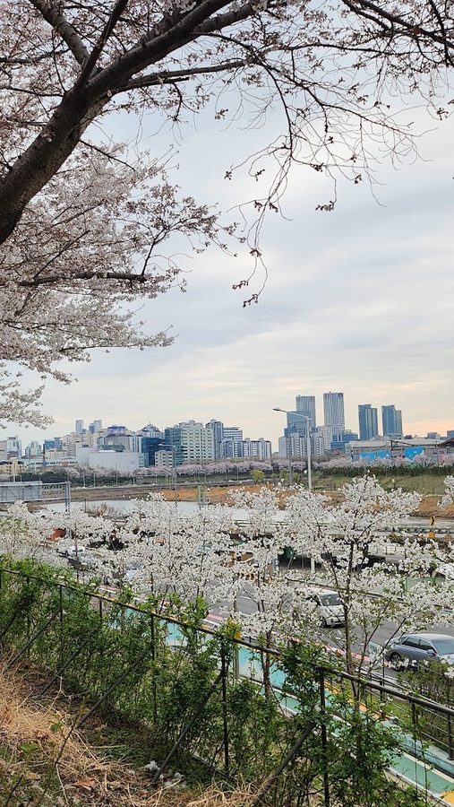송정벚꽃길