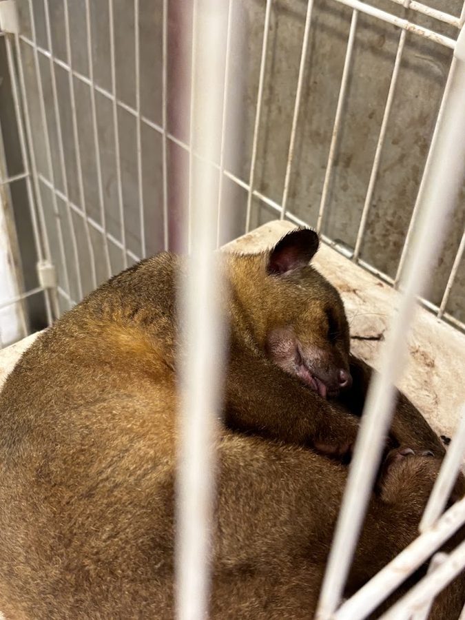 弘大動物園