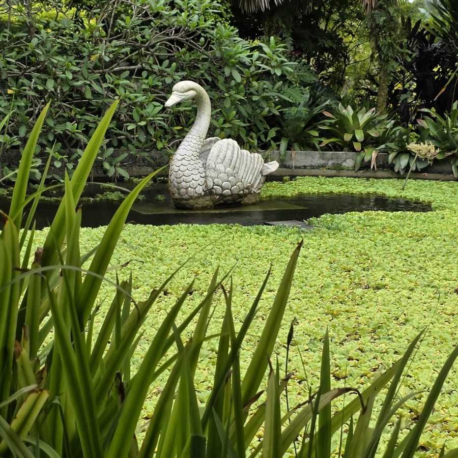 Water Lily Pond