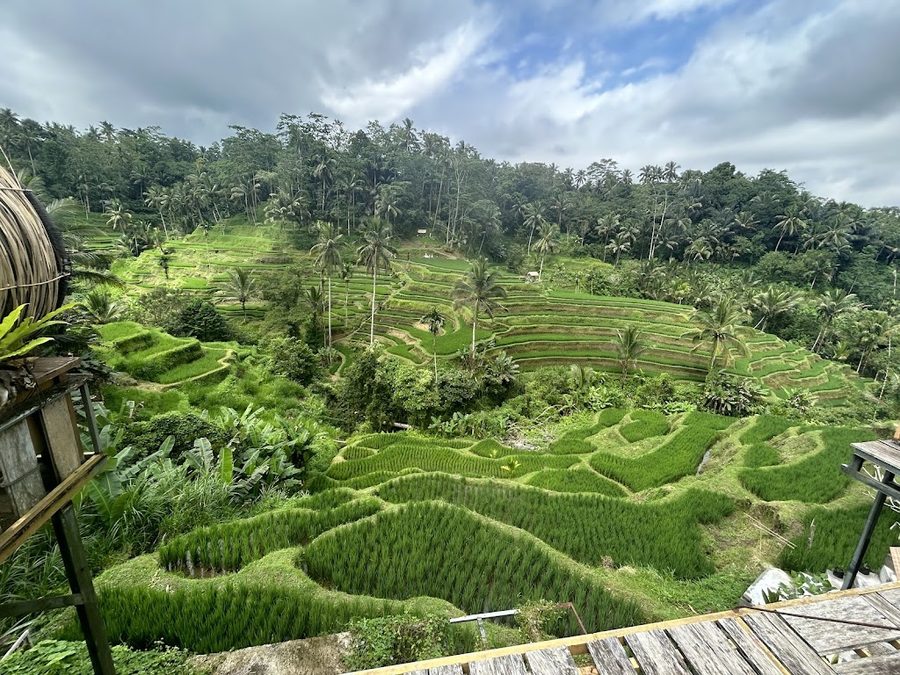 Rice fields