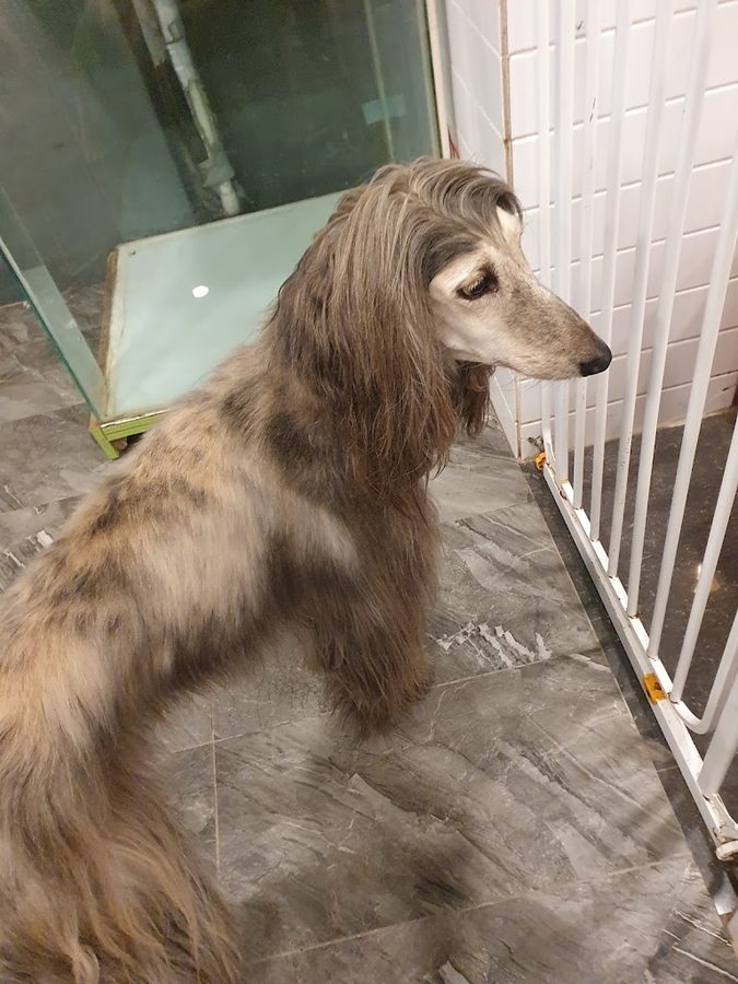Mokdong Dog Cafe Cafe Meong
