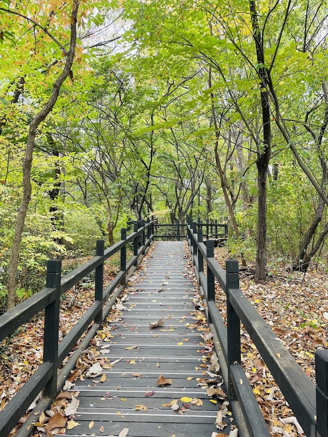 汝矣島公園 自然生態の森
