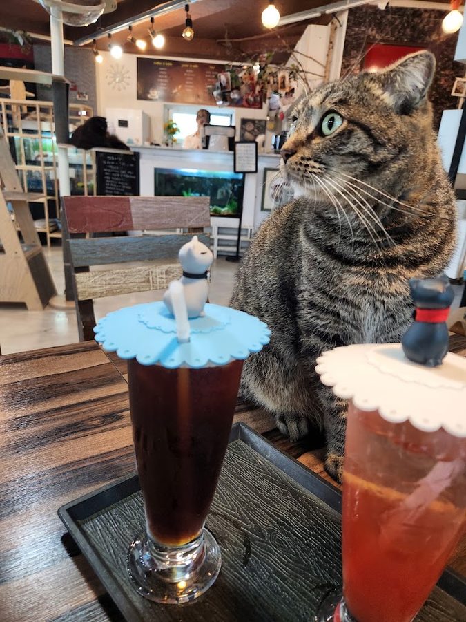 커피타는 고양이