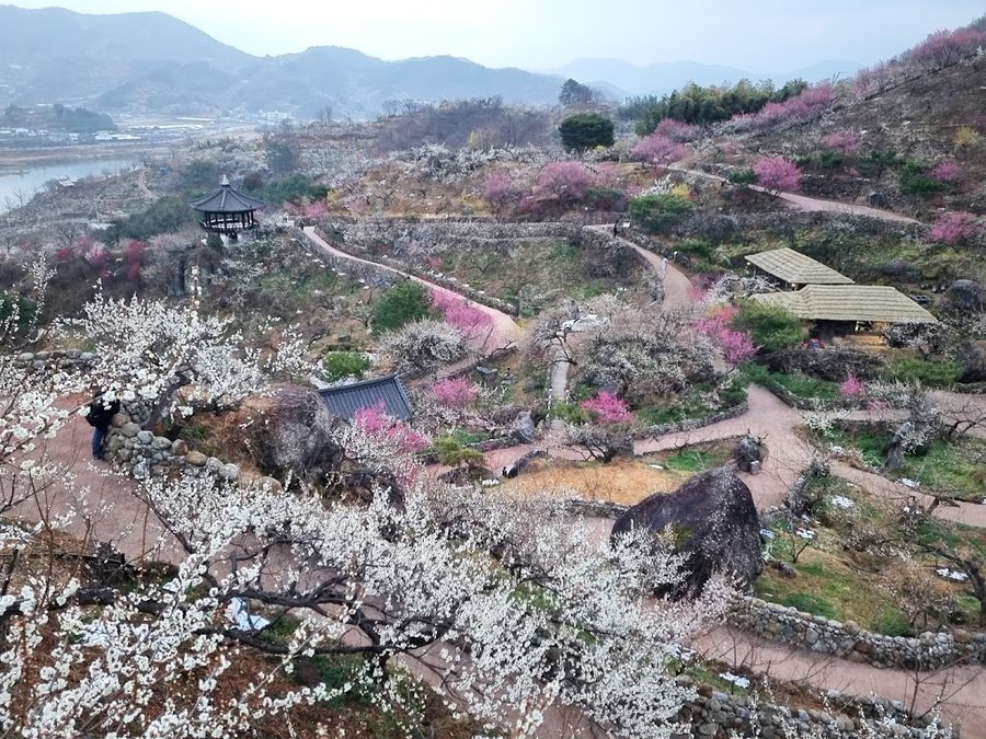 光陽梅花情報化村