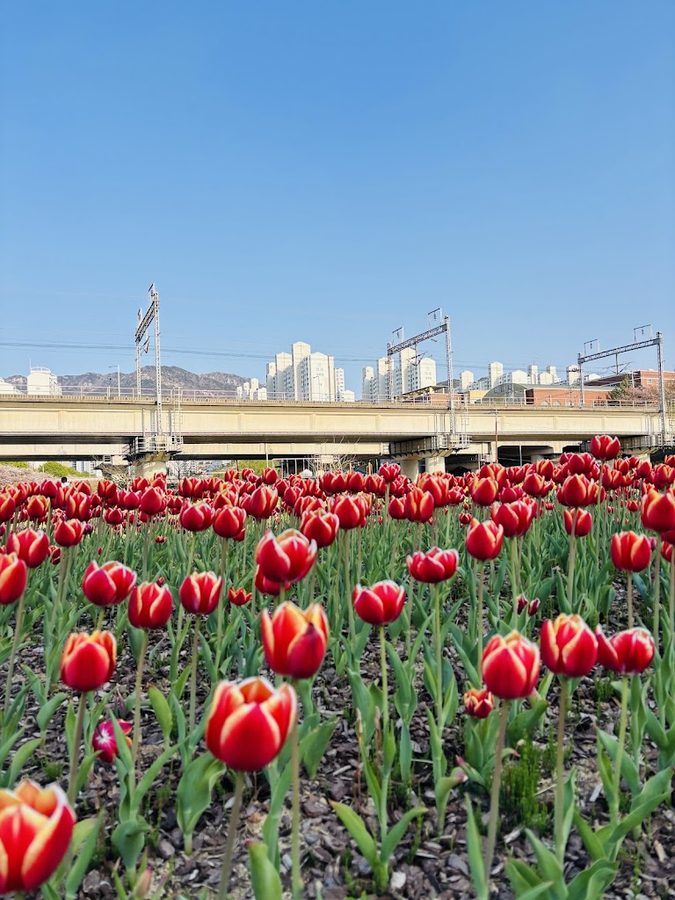 華明生態公園チューリップ庭園