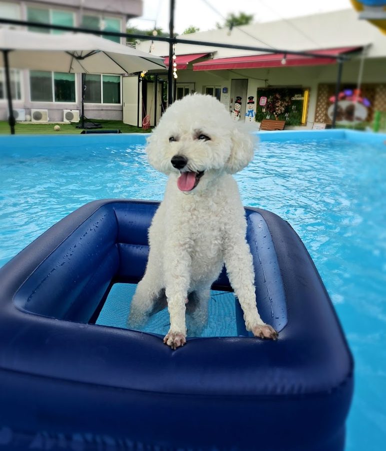 ザ・シュナ愛犬ペンション