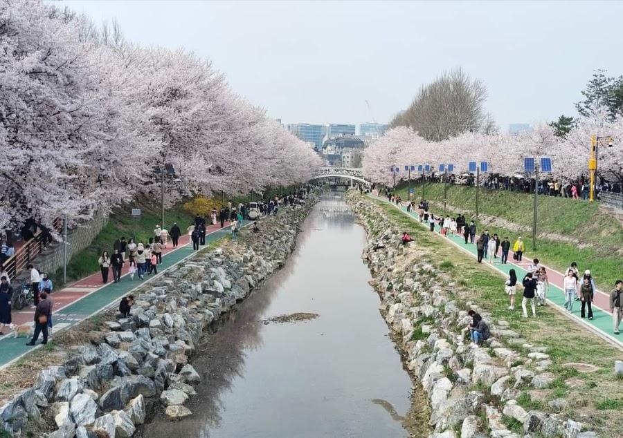 양재천