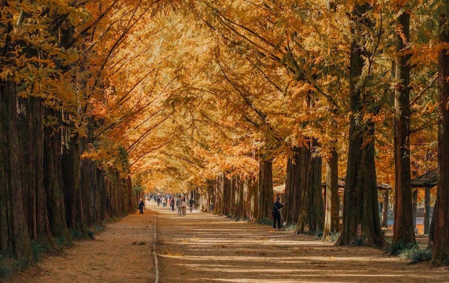 Metasequoia Road