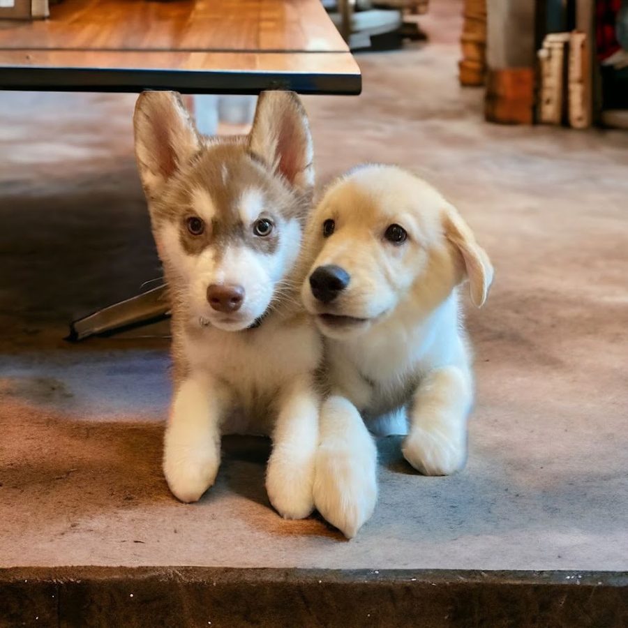 HUSKY CAFE TOKYO