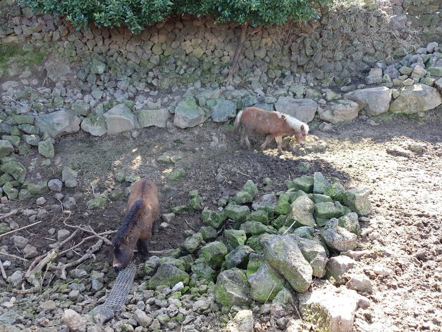 Gaeddongi Zoo