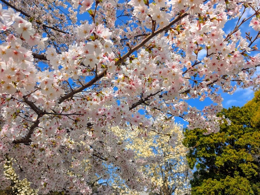 Kotoku Park