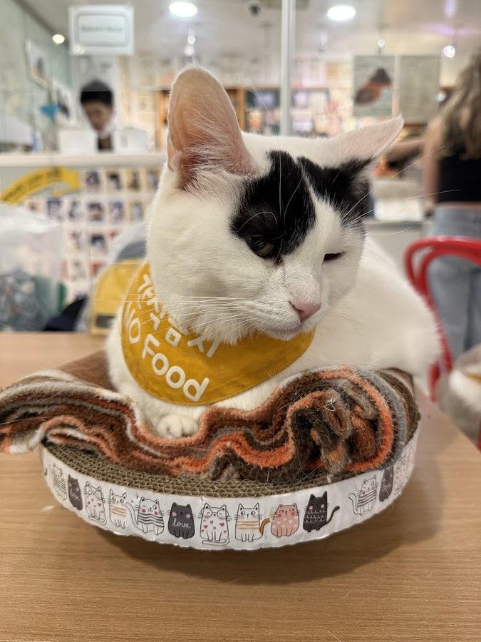 猫の遊び場