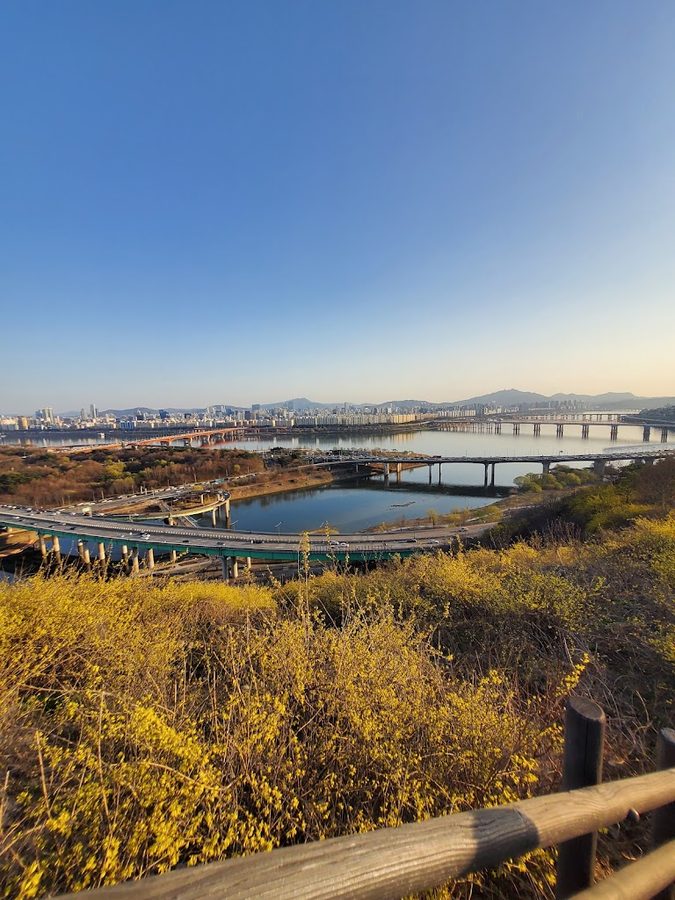 Eungbongsan Forsythia Festival