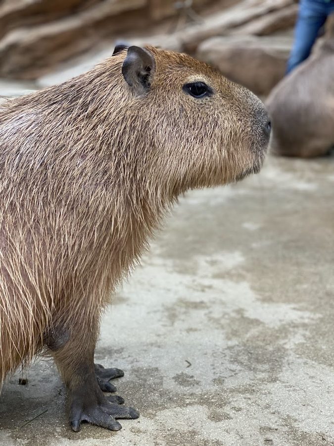 神戶動物王國
