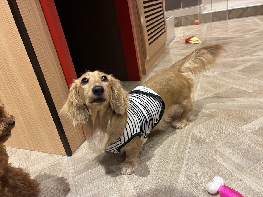 Dog Cafe Rio in KYOTO