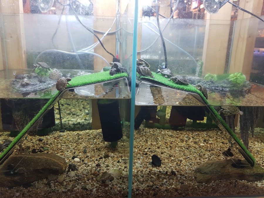 幸福水族館