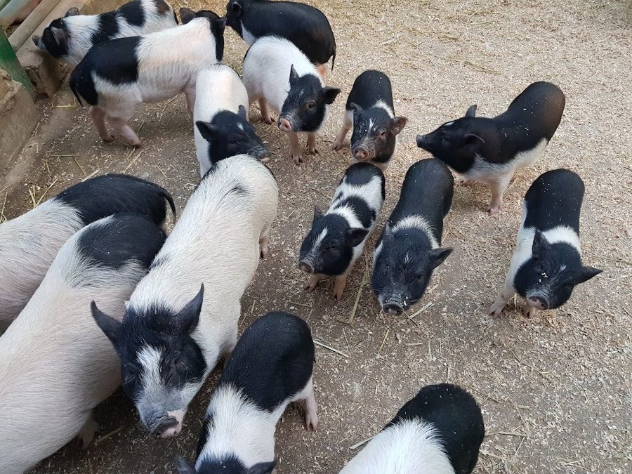 江陵小動物農場