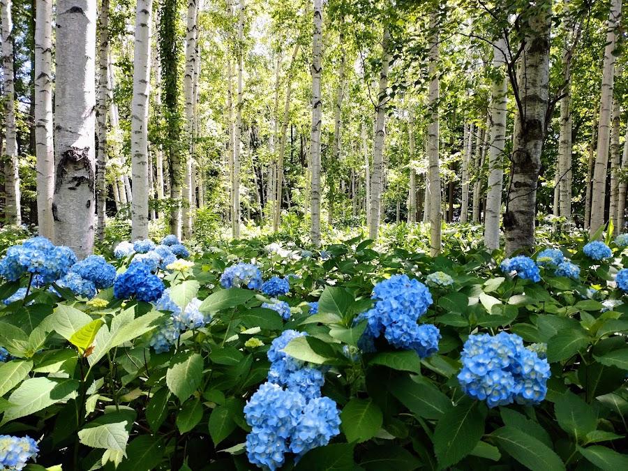 豐平公園