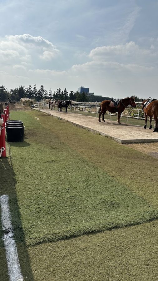 Jungmun Horse Riding Experience