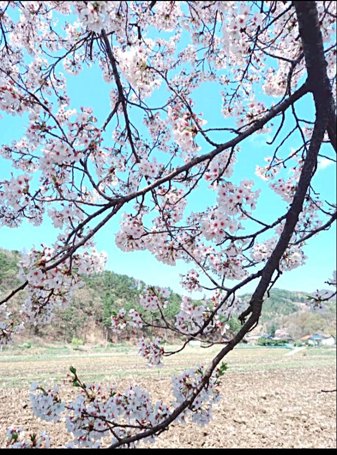 북면 위례 벚꽃길