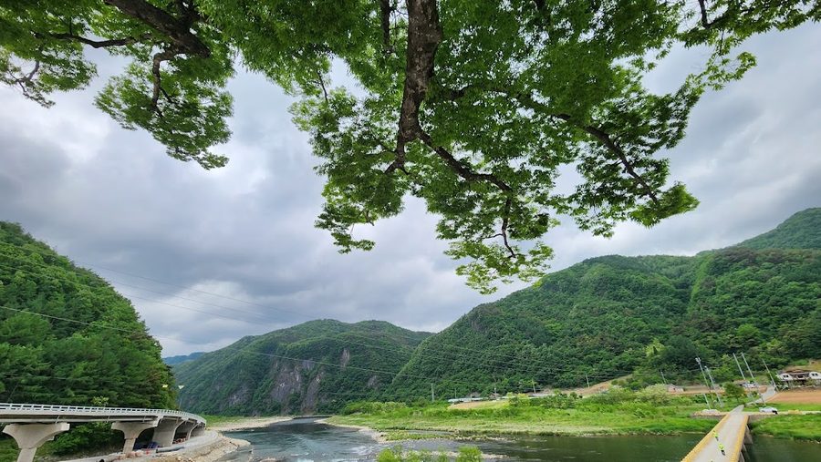 佳水里 櫸樹(東江第一景)