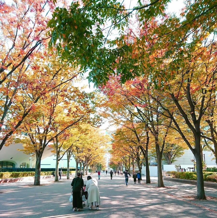 代々木公園 ケヤキ並木通り