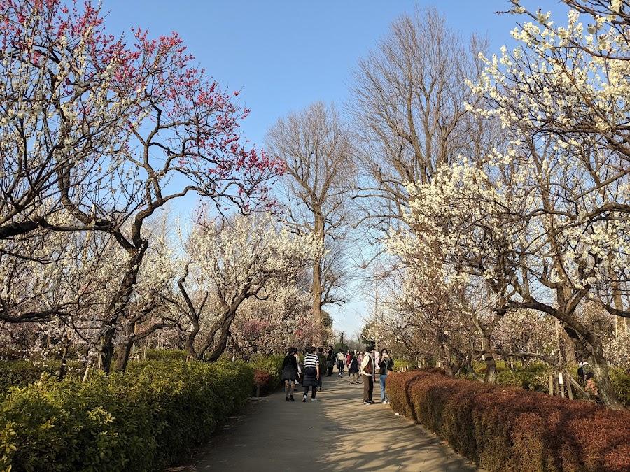 Hanegi Park