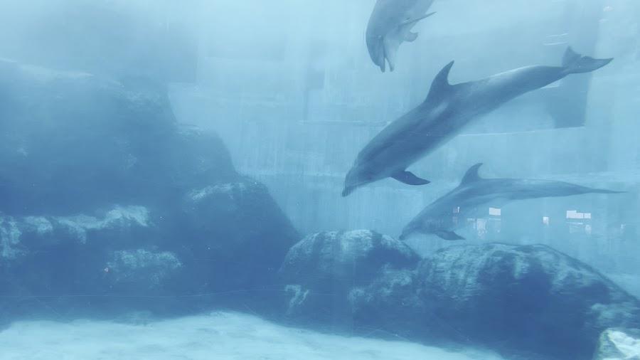 名古屋港水族館