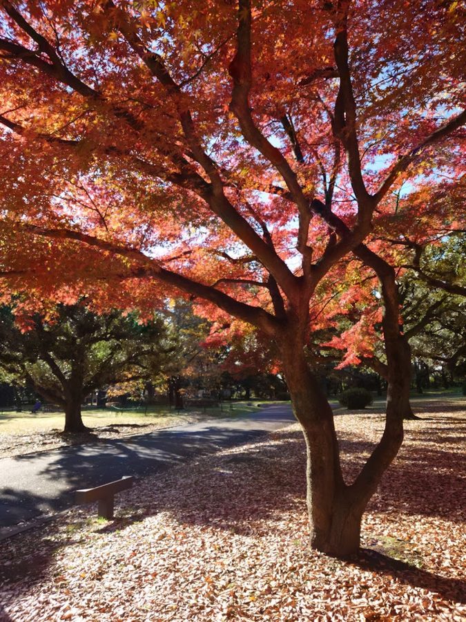Ginkgo Tree Road