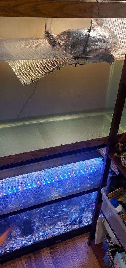 Best Aquarium Service NYC, Inc.