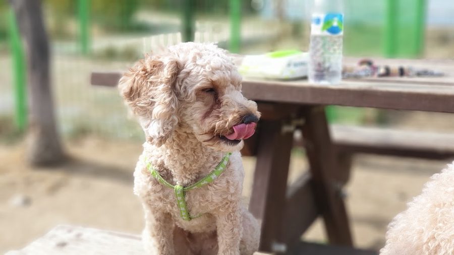 Dog park