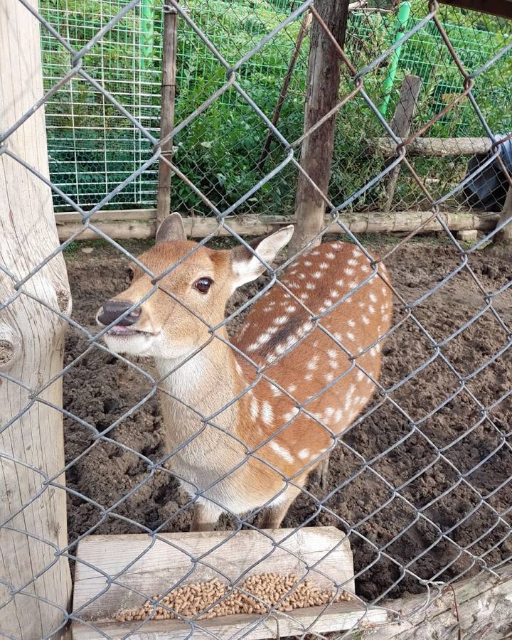 Jeongsun baby animal farm