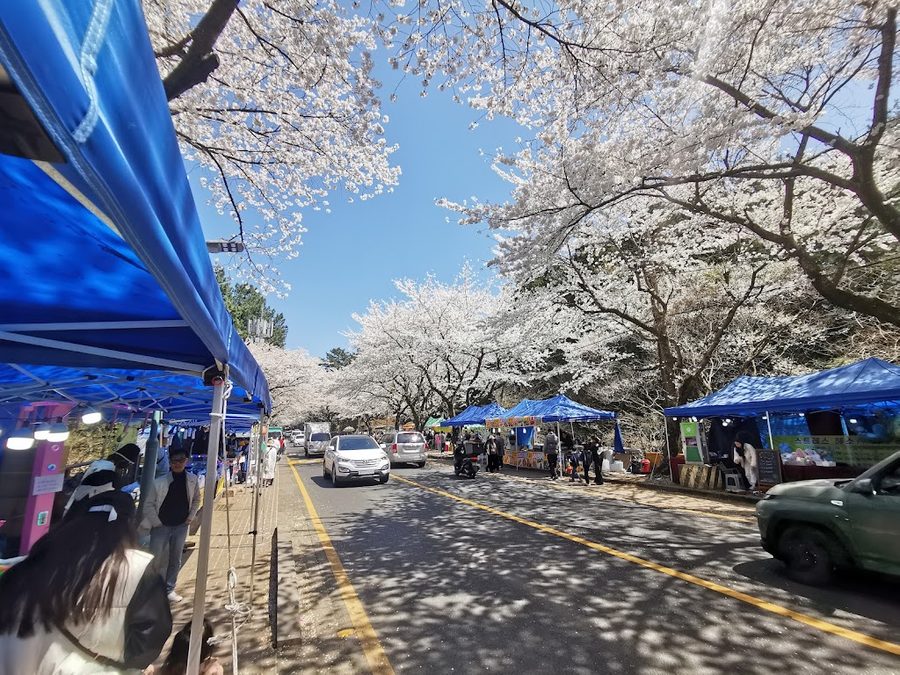 Jeju National University Ginkgo Tree Road