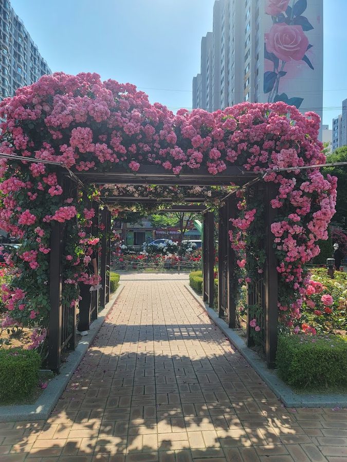 伊谷玫瑰公園