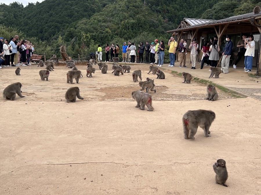 嵐山モンキーパークいわたやま